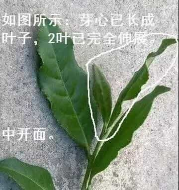 铁观音老叶好还是嫩叶好