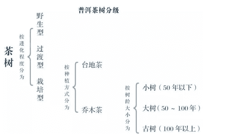 普洱茶等级一级和五级哪个好