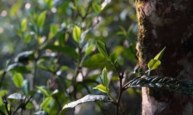 细说云南各大山头普洱茶的特点，对普洱茶的疑惑都在这里