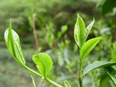 手工制茶与机械制茶优劣对比