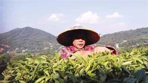 南山白毛茶属于什么茶，产自什么地方？