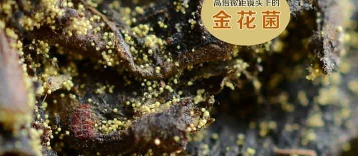 黑茶中神秘的“金花”到底是什么？