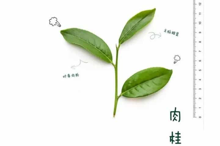 分不清岩茶，岩茶分类知多少