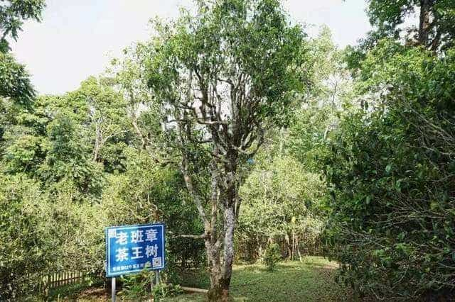 班盆和老班章普洱茶有什么区别