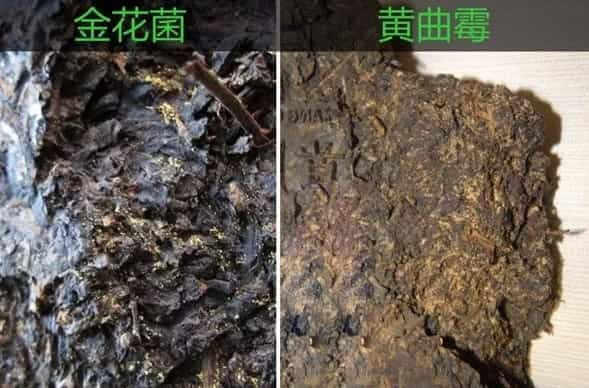 金花茯茶是什么？