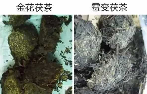 金花茯茶是什么？