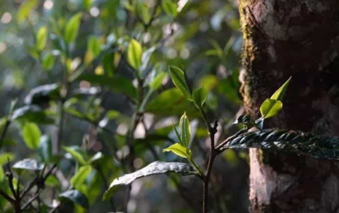 古树茶区勐宋茶山，大小勐宋有什么区别