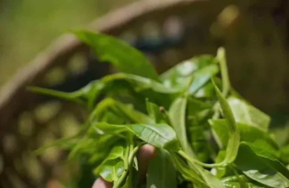 蟒蛇箐普洱茶有何特点