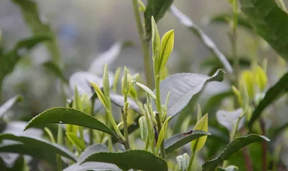 大关翠华茶是什么茶