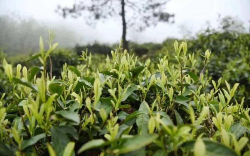 金山时雨是什么茶