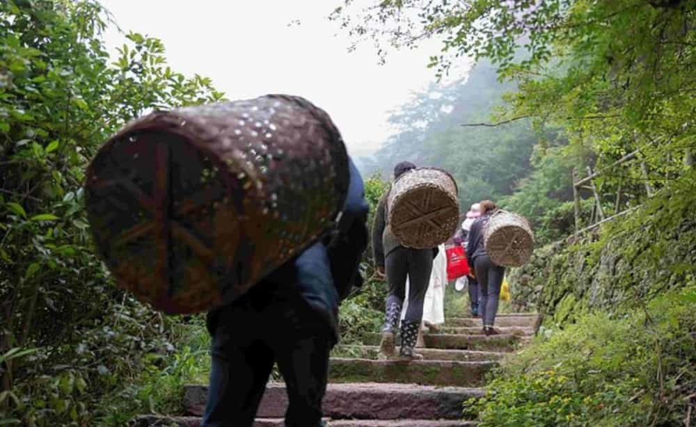 马岩牛岩指的是什么茶