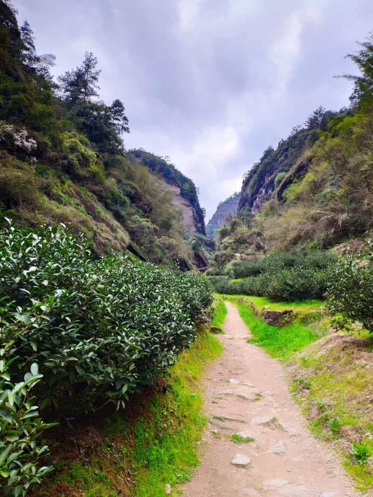 马岩牛岩指的是什么茶