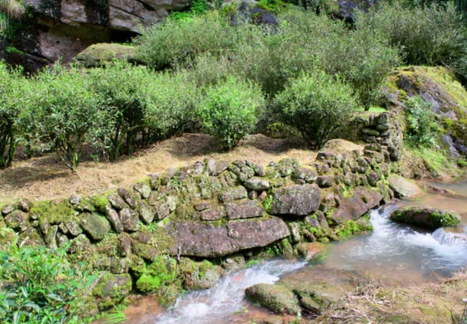 何为岩韵，岩韵又从何而来