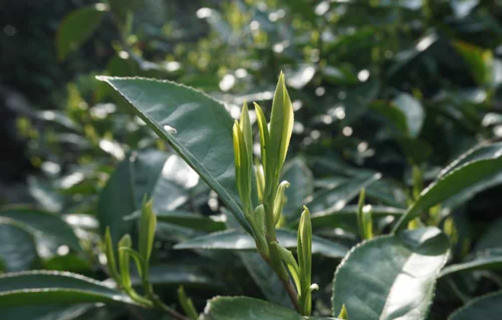 婺源绿茶是什么茶有哪些特点