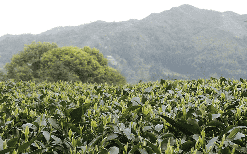 兴国白茶是什么茶