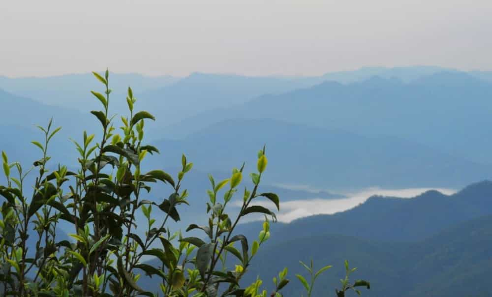 临沧片区有哪些茶品，特点如何