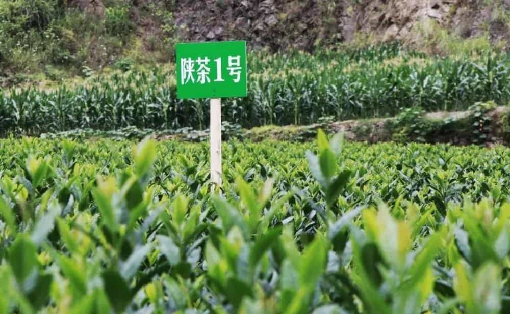 茯茶和普洱茶有什么区别