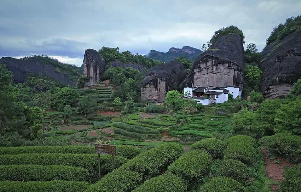 岩茶为什么叫岩茶