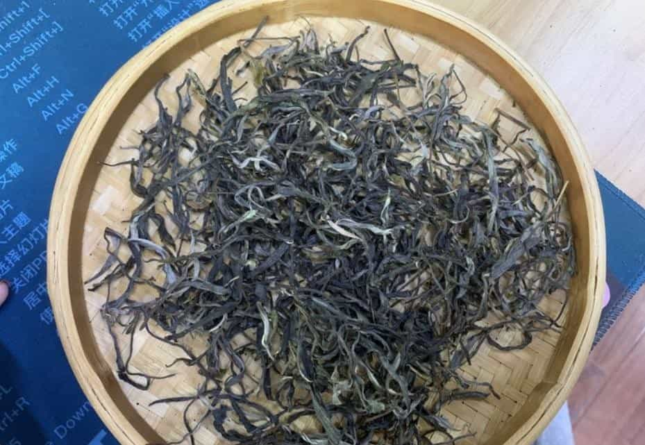 忙肺山古树茶特点图片