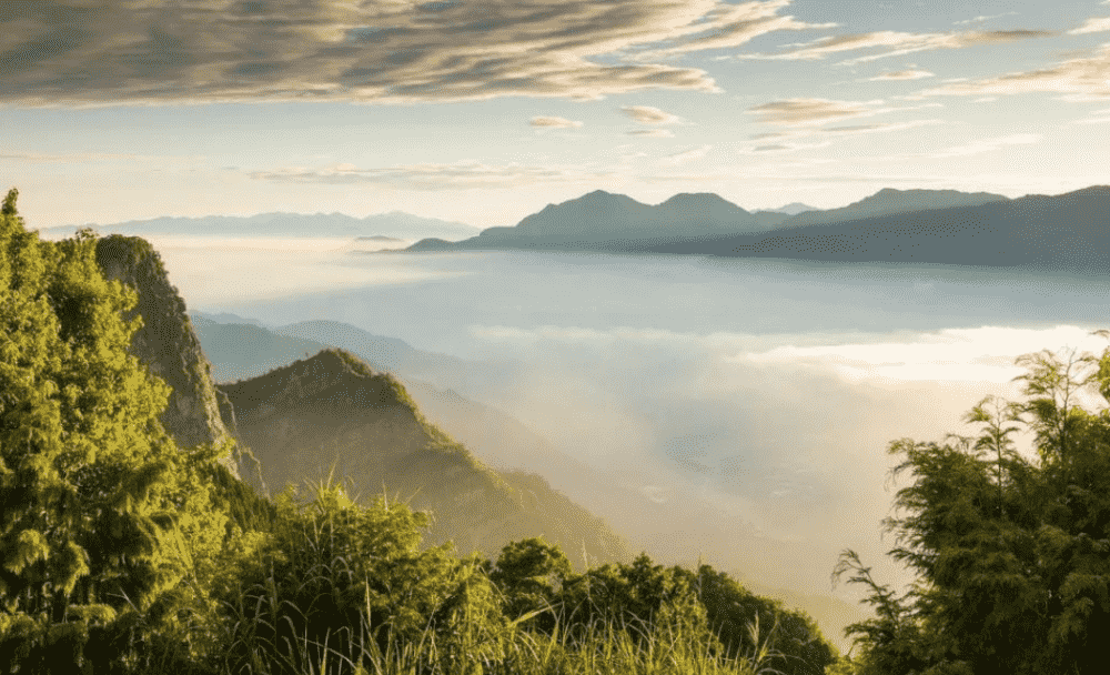 阿里山高山茶是什么茶