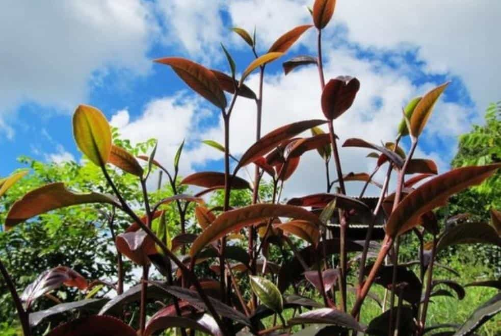 紫芽茶和紫娟茶的区别