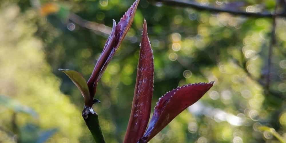 紫芽茶和紫娟茶的区别