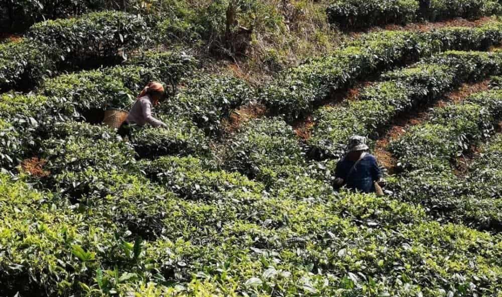 普洱台地茶和古树茶的区别