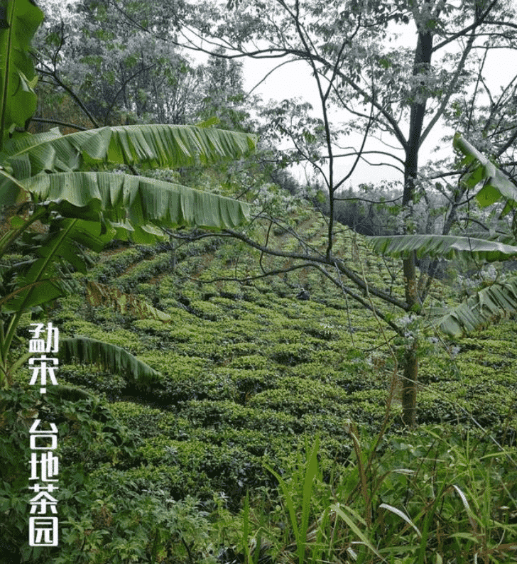 普洱台地茶和古树茶的区别