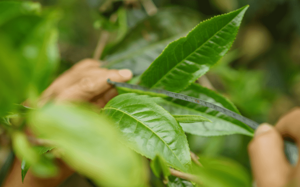 普洱茶比较有名的山头有哪些