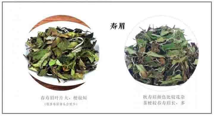 白茶是什么茶 有哪些种类与特点