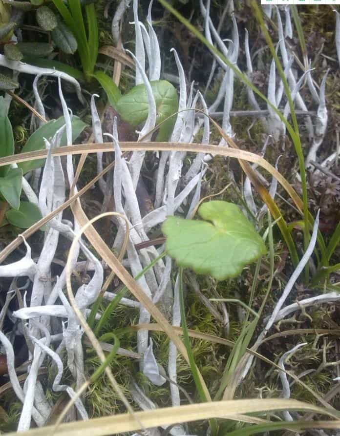 雪茶是什么茶