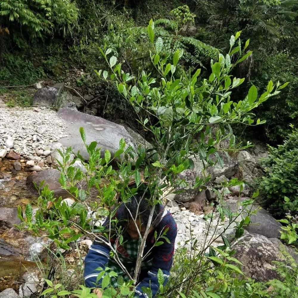 菜茶是什么意思