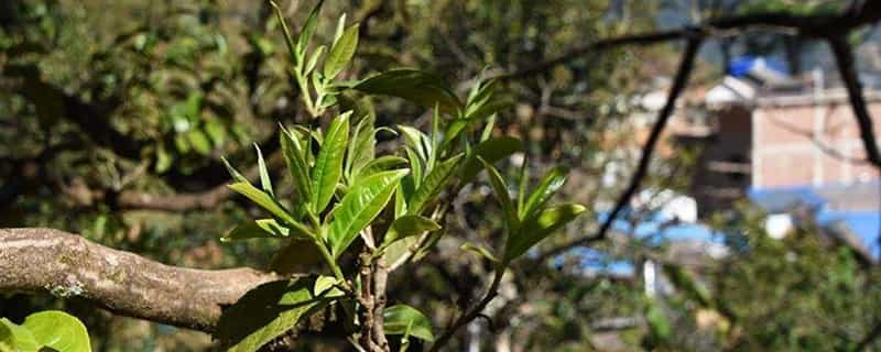 云南普洱茶六大山头特点