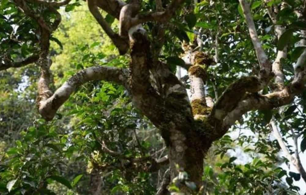 巴达山普洱茶特点