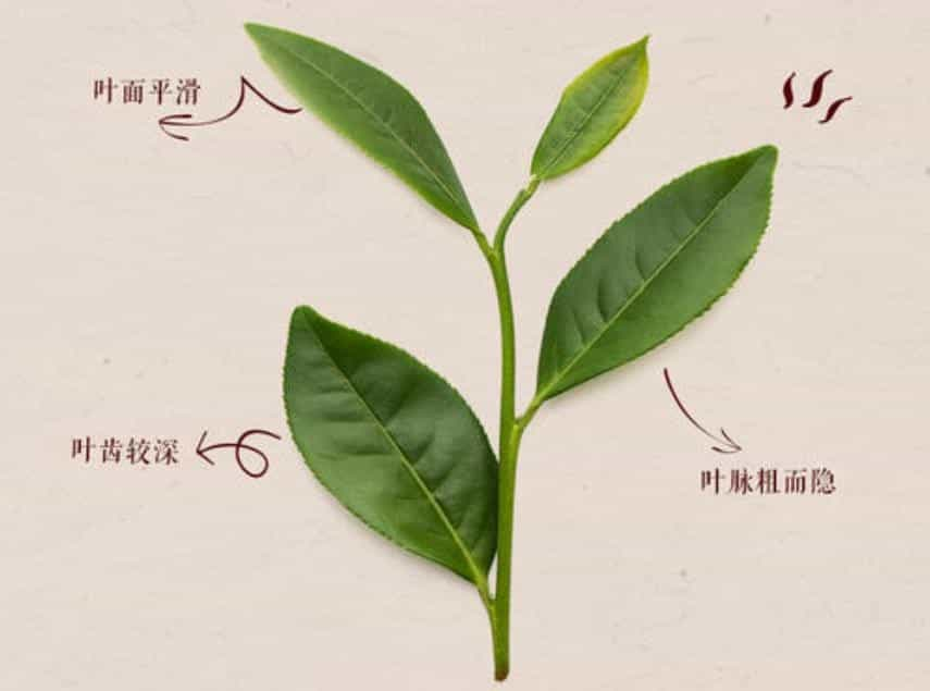 水仙茶叶是什么茶类