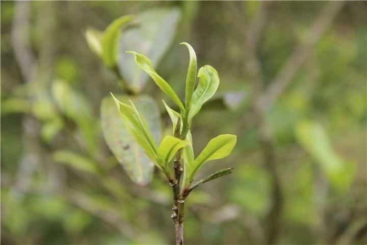 刮风寨古树茶的特点