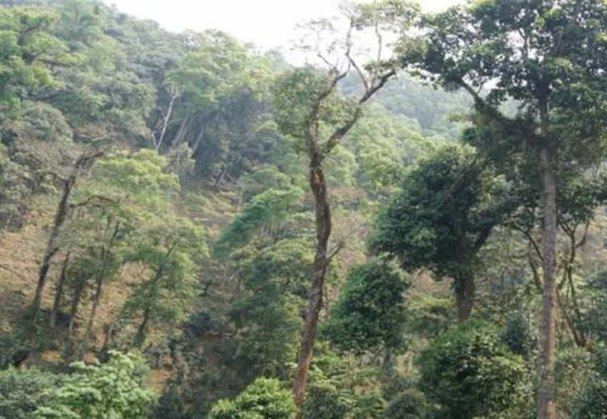 天门山普洱茶特点