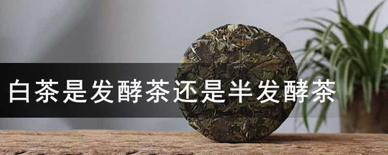 白茶是发酵茶还是半发酵茶