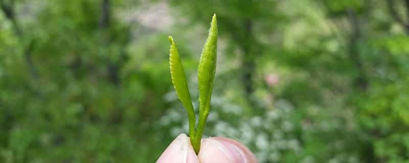 桐城小花是什么茶