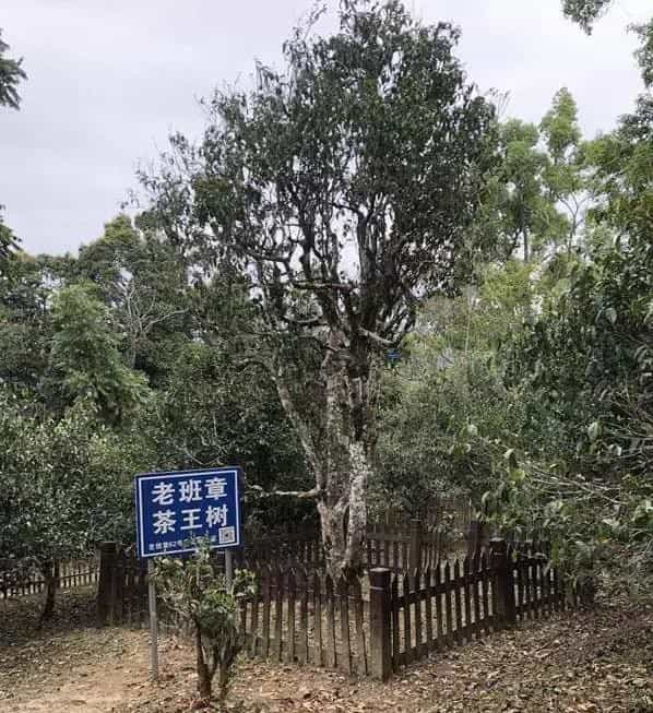 “班章为王，冰岛为后”