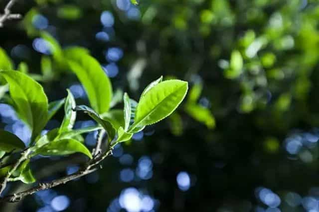 喝茶本该回甘生津，为何你却口干舌燥？