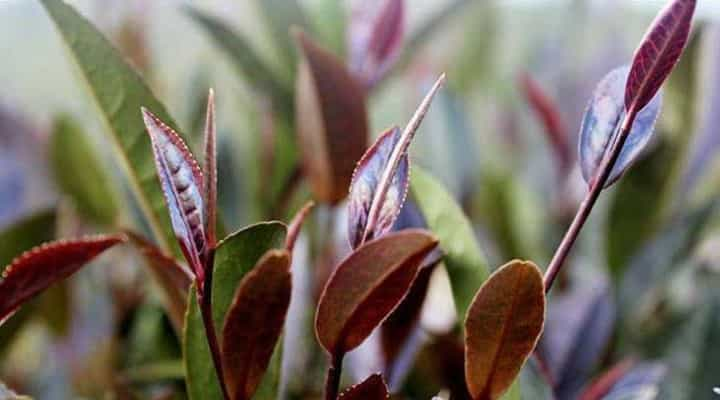 “紫鹃”茶与“紫芽”茶的特点及简介