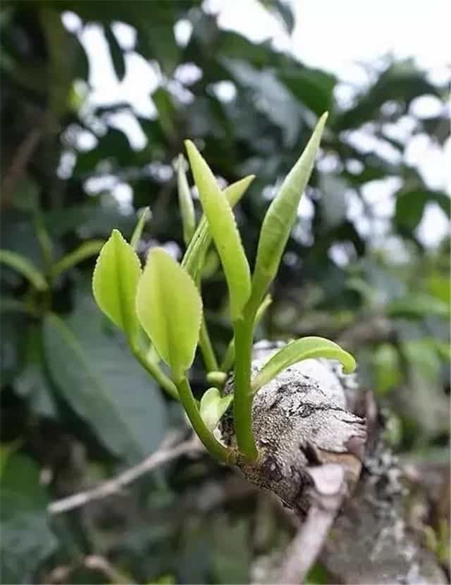 普洱茶界的奇葩，“马蹄脚”