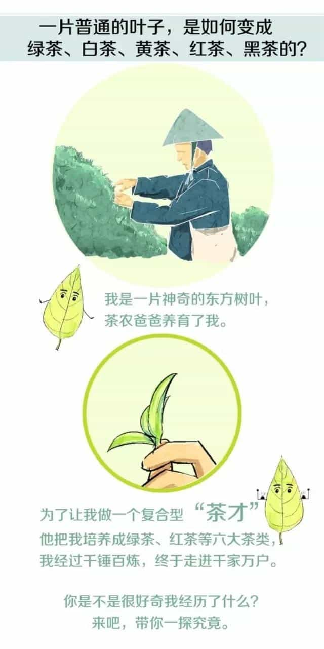 茶叶是怎么制作出来的