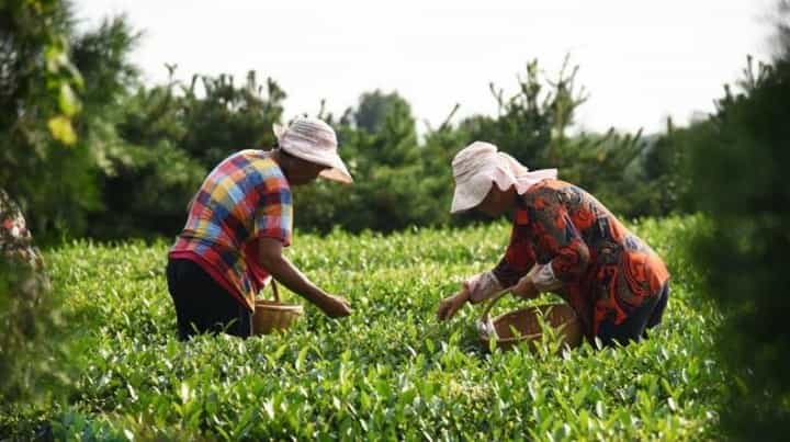 茶农的茶和品牌的区别，茶农与品牌如何选择？