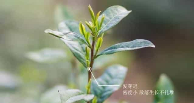 洞庭碧螺春属于什么茶，品质特点有哪些