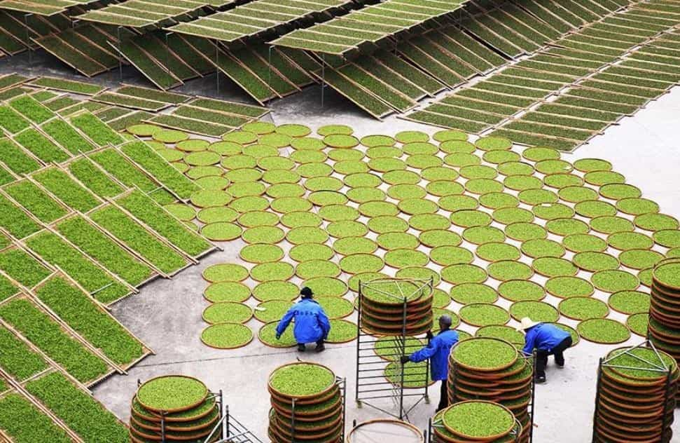 老白茶存放散茶好还是饼好