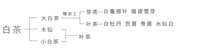 茶需要煮吗