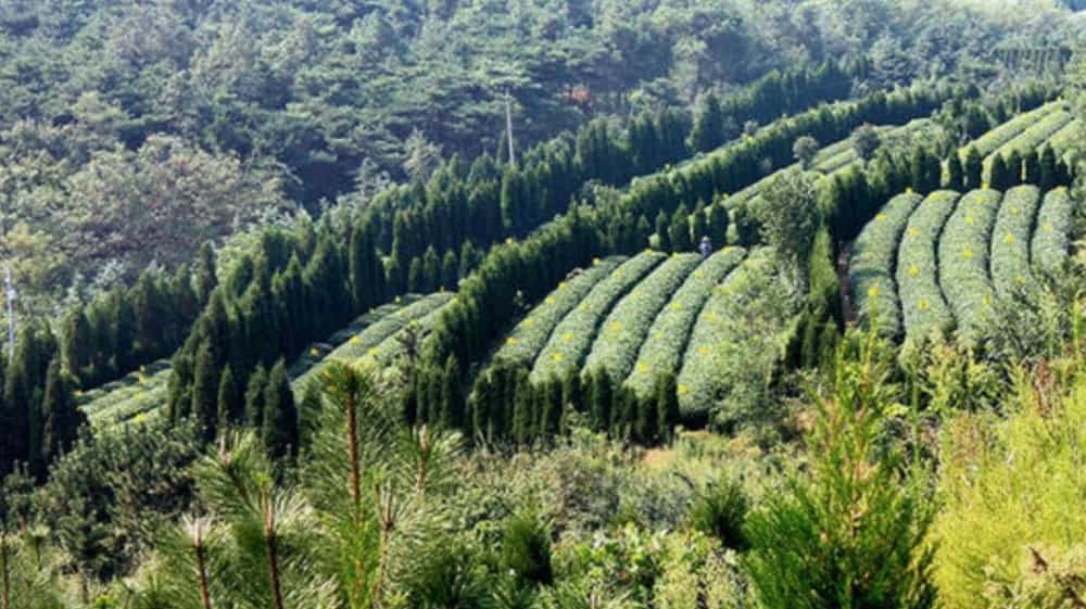 日照绿茶用多少度的水泡最好