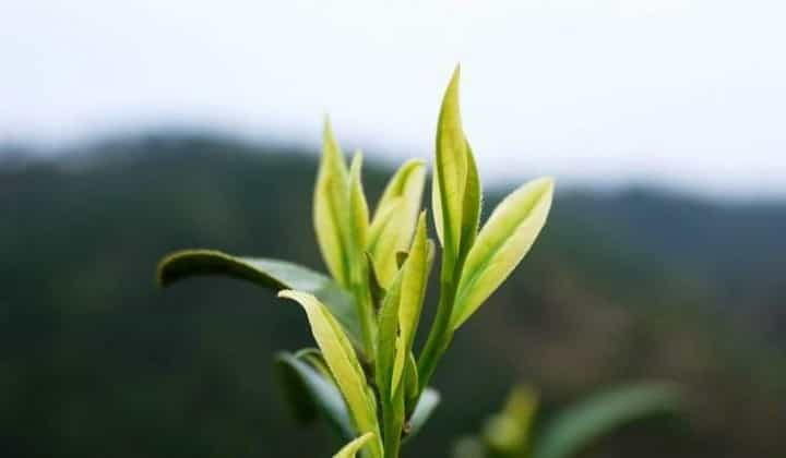 黄山毛峰的历史由来